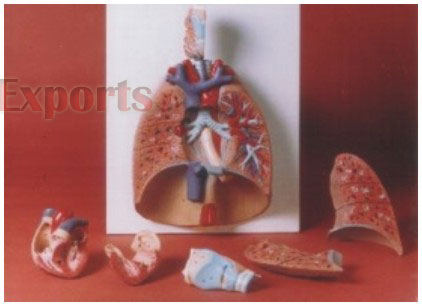 HUMAN LUNG WITH HEART & LARYNX